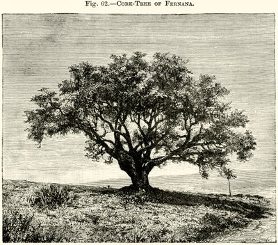 Fernanas korktræ af English School